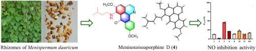 Rare oxoisoaporphine alkaloids from Menispermum dauricum with potential anti-inflammatory activity