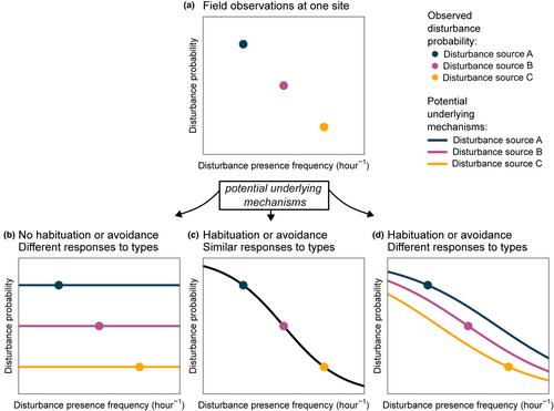 Frequency-dependent tolerance to aircraft disturbance drastically alters predicted impact on shorebirds