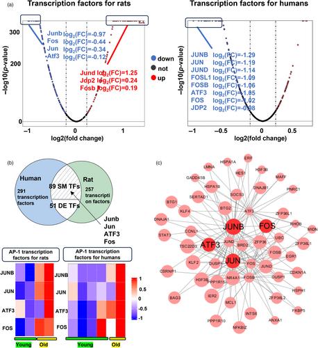 Cross-species signaling pathways analysis inspire animal model selections for drug screening and target prediction in vascular aging diseases