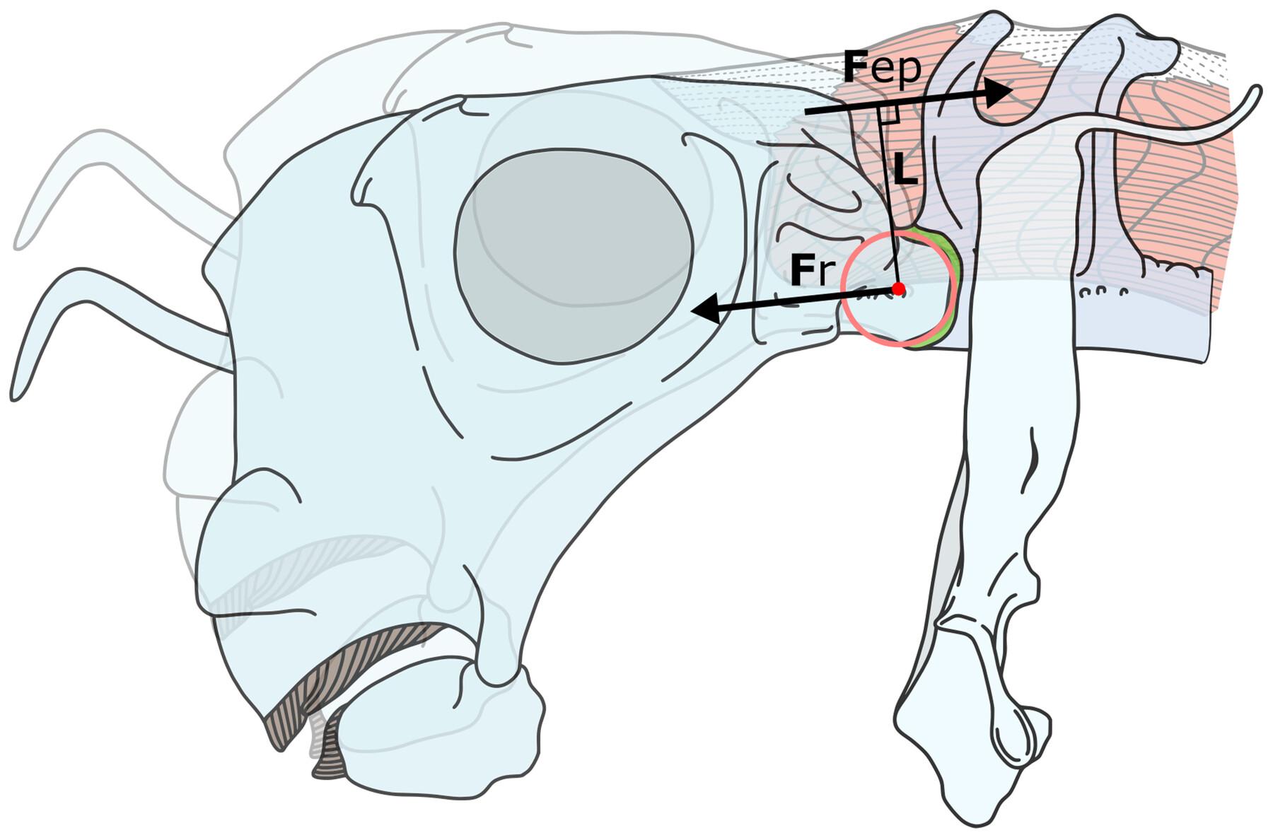 Occipital-synarcual joint mobility in ratfishes (Chimaeridae) and its possible adaptive role