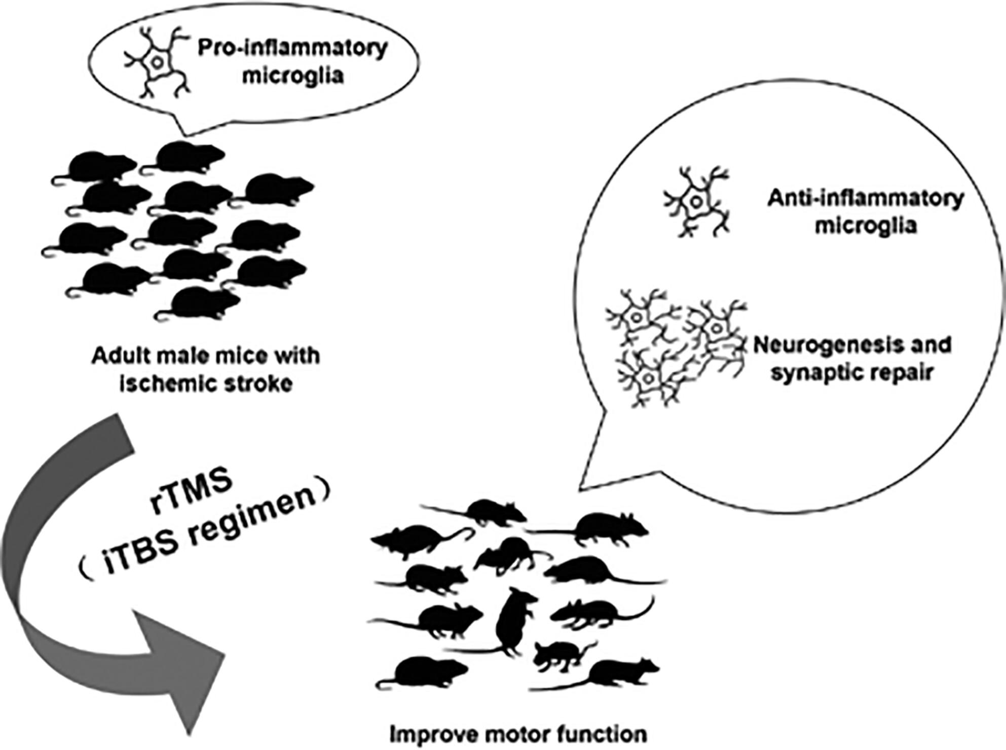 Effects of a novel regimen of repetitive transcranial magnetic stimulation (rTMS) on neural remodeling and motor function in adult male mice with ischemic stroke