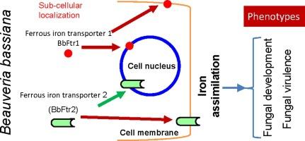 Two ferrous iron transporter-like proteins independently participate in asexual development under iron limitation and virulence in Beauveria bassiana