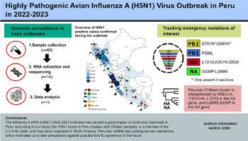 Highly pathogenic avian influenza A (H5N1) virus outbreak in Peru in 2022–2023