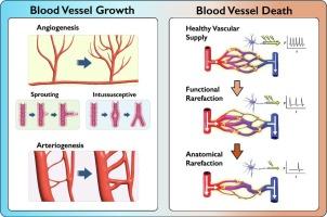 The life cycle of a capillary: Mechanisms of angiogenesis and rarefaction in microvascular physiology and pathologies