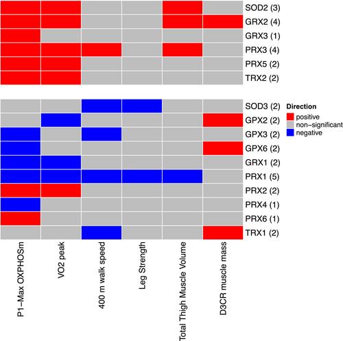 Expression of mitochondrial oxidative stress response genes in muscle is associated with mitochondrial respiration, physical performance, and muscle mass in the Study of Muscle, Mobility, and Aging