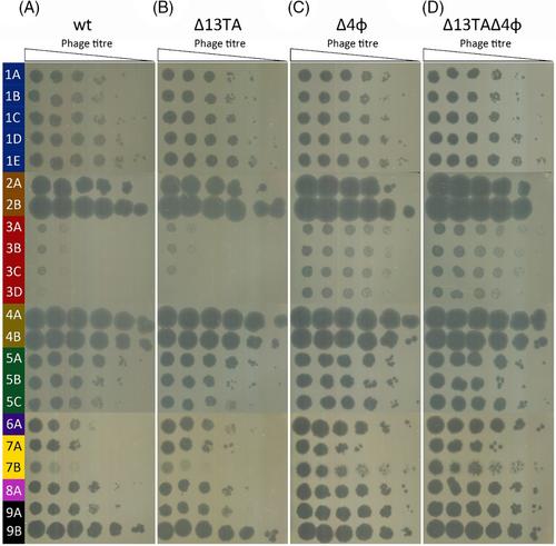 Isolation and characterization of a phage collection against Pseudomonas putida