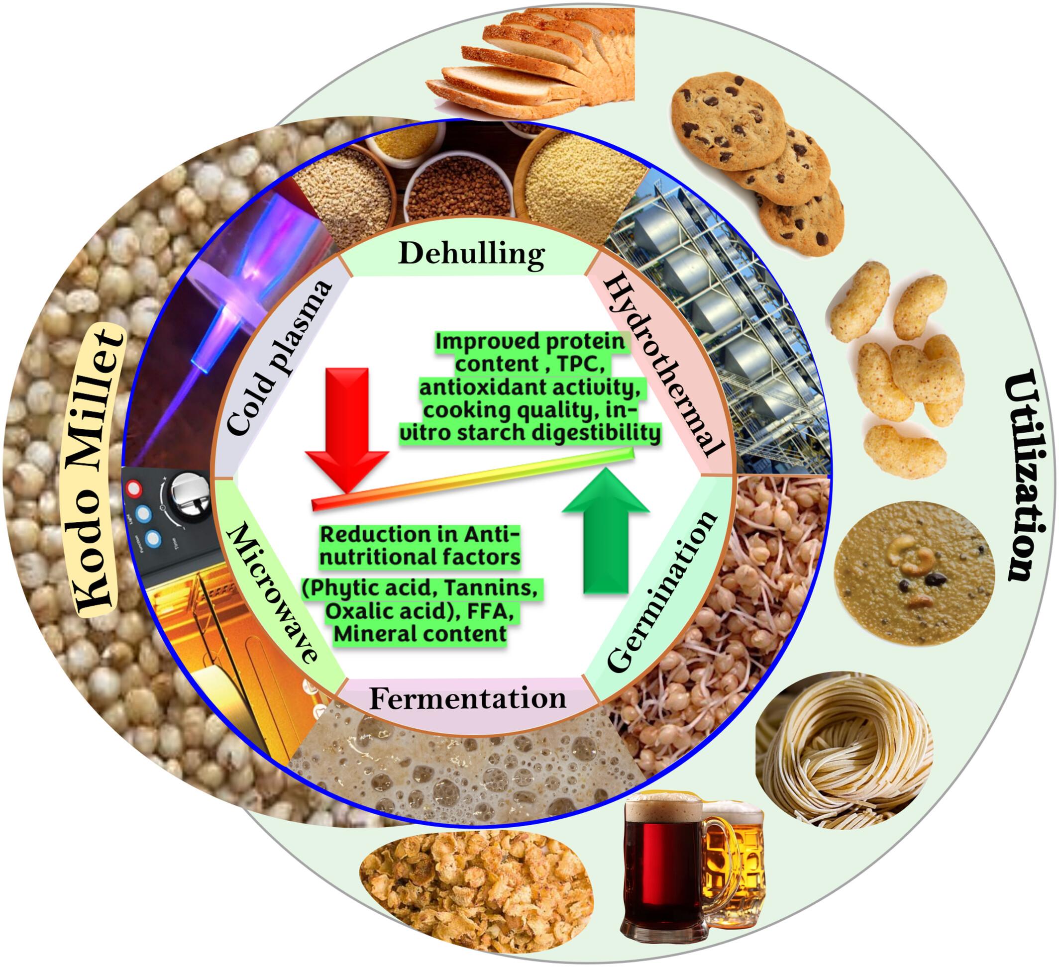 Kodo millet: Technological impact and nutritional benefits for value-addition in food products