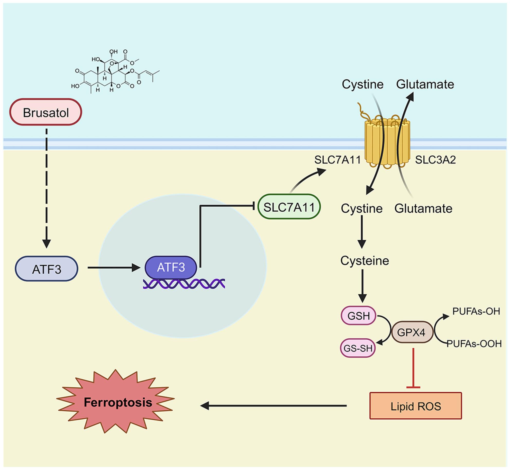 Brusatol induces ferroptosis to inhibit hepatocellular carcinoma progression by targeting ATF3