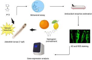 "Behavioral rescue: Naringenin's neuroprotective effects against PTZ-induced seizures by mitigating oxidative stress and neuroinflammation in zebrafish larvae"