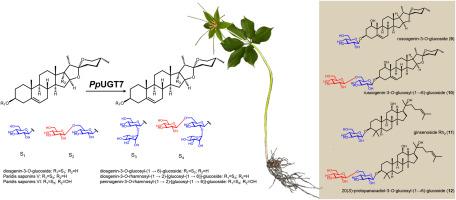 Characterization of a glycosyltransferase from Paris polyphylla for application in biosynthesis of rare ophiopogonins and ginsenosides