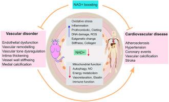 NAD+ metabolism and therapeutic strategies in cardiovascular diseases