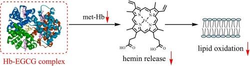 (-)-Epigallocatechin gallate as an inhibitor of hemoglobin-catalyzed lipid oxidation: molecular mechanism of action and nutritional application