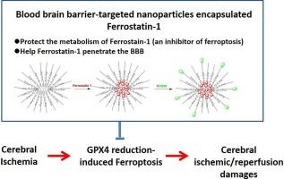 Blood brain barrier-targeted lipid nanoparticles improved the neuroprotection of Ferrostatin-1 against cerebral ischemic damage in an experimental stroke model