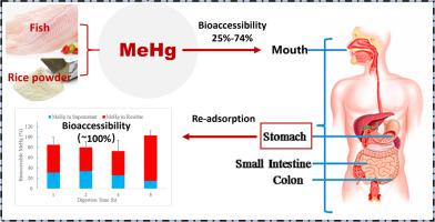 The compounding effect of re-adsorptionon on bioaccessibility of methylmercury in rice-based infant cereals by vitro digestion assessment