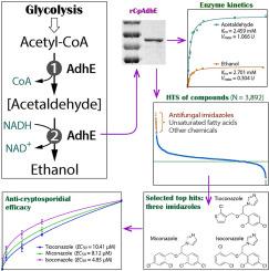 Lower micromolar activity of the antifungal imidazoles on the bacterial-type bifunctional aldehyde/alcohol dehydrogenase (AdhE) in Cryptosporidium parvum and in vitro efficacy against the zoonotic parasite