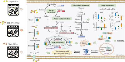 Insights into the combined toxicity and mechanisms of BDE-47 and PFOA in marine blue mussel: An integrated study at the physiochemical and molecular levels