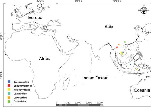 Phylogeny of the Genera with Oromandibular Discs in the Subfamily Labeoninae (Teleostei: Cyprinidae) with Descriptions of Two New Genera