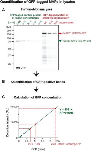 A Platform for Medium-Throughput Cell-Free Analyses of Microtubule-Interacting Proteins Using Mammalian Cell Lysates