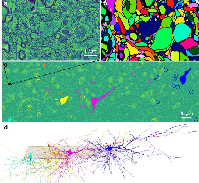 Unveiling universal aspects of the cellular anatomy of the brain