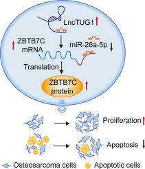 Long noncoding RNA TUG1 promotes malignant progression of osteosarcoma by enhancing ZBTB7C expression