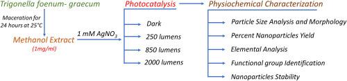 Photocatalysis-enhanced synthesis and stabilization of silver nanoparticles by methanol-based phytochemicals extract of Trigonella foenum-graecum seeds