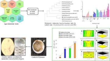 Enhanced productivity of nutrient-rich single cell protein from Paradendryphiella arenariae PG1 through valorization of agro-industrial waste: A Green symphony from Waste-to-Protein Approach