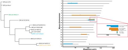 Sarbecovirus disease susceptibility is conserved across viral and host models