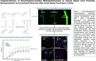 Targeted-delivery of nanomedicine-enabled methylprednisolone to injured spinal cord promotes neuroprotection and functional recovery after acute spinal cord injury in rats