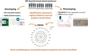 Genome wide association mapping of end-use gluten properties in bread wheat landraces (Triticum aestivum L.)