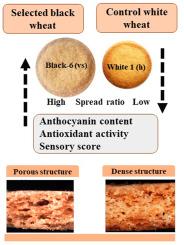 Evaluation of anthocyanin-enriched wheat varieties (black, blue, purple) for enhanced antioxidant content and premium biscuit quality