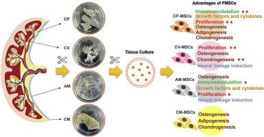 Distinct biological characteristics of mesenchymal stem cells separated from different components of human placenta