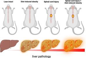 Spinal cord injury-induced metabolic impairment and steatohepatitis develops in non-obese rats and is exacerbated by premorbid obesity