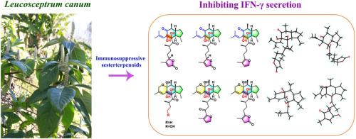 Immunosuppressive leucosesterterpane and penta-nor-leucosesterterpane sesterterpenoids from Leucosceptrum canum