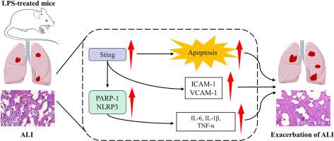 The involvement of Sting in exacerbating acute lung injury in sepsis via the PARP-1/NLRP3 signaling pathway