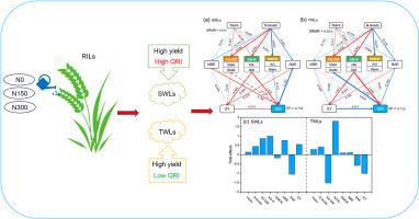 Screening of superior wheat lines under nitrogen regulation and factors affecting grain quality improvement under high yield