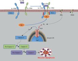 IL-17A exacerbates caspase-12-dependent neuronal apoptosis following ischemia through the Src-PLCγ-calpain pathway