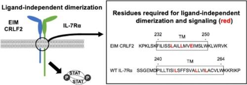 Identification of amino acids in transmembrane domains of mutated cytokine receptor-like factor 2 and interleukin-7 receptor α required for constitutive signal transduction