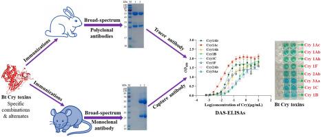 Rational design and application of broad-spectrum antibodies for Bt Cry toxins determination