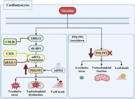 Increased PHLPP1 expression through ERK-4E-BP1 signaling axis drives nicotine induced oxidative stress related damage of cardiomyocytes