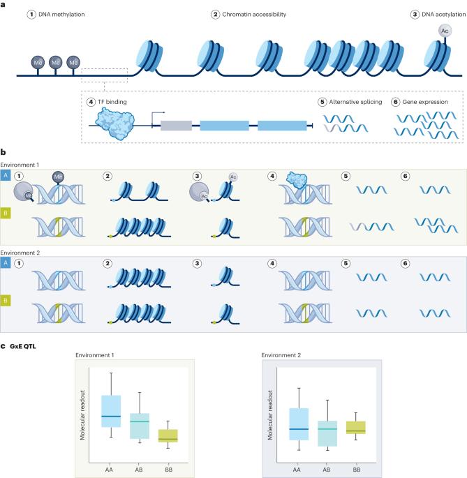 Genotype × environment interactions in gene regulation and complex traits