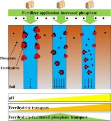 Facilitated transport of ferrihydrite with phosphate under saturated flow conditions