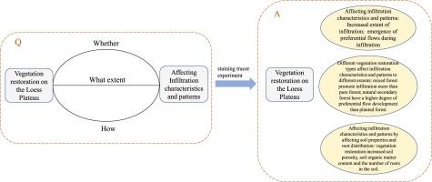 Vegetation restoration is affecting the characteristics and patterns of infiltration in the Loess Plateau