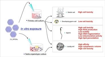 The toxicity of superparamagnetic iron oxide nanoparticles induced on the testicular cells: In vitro study