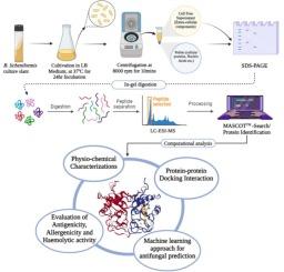 LC-MS/MS profiling and analysis of Bacillus licheniformis extracellular proteins for antifungal potential against Candida albicans