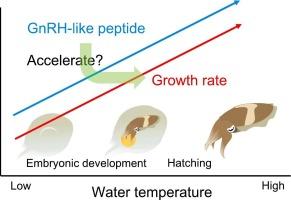 Water temperature effects on embryonic development and GnRH-like expression in kisslip cuttlefish (Sepia lycidas) hinting the potential role of GnRH-like peptide