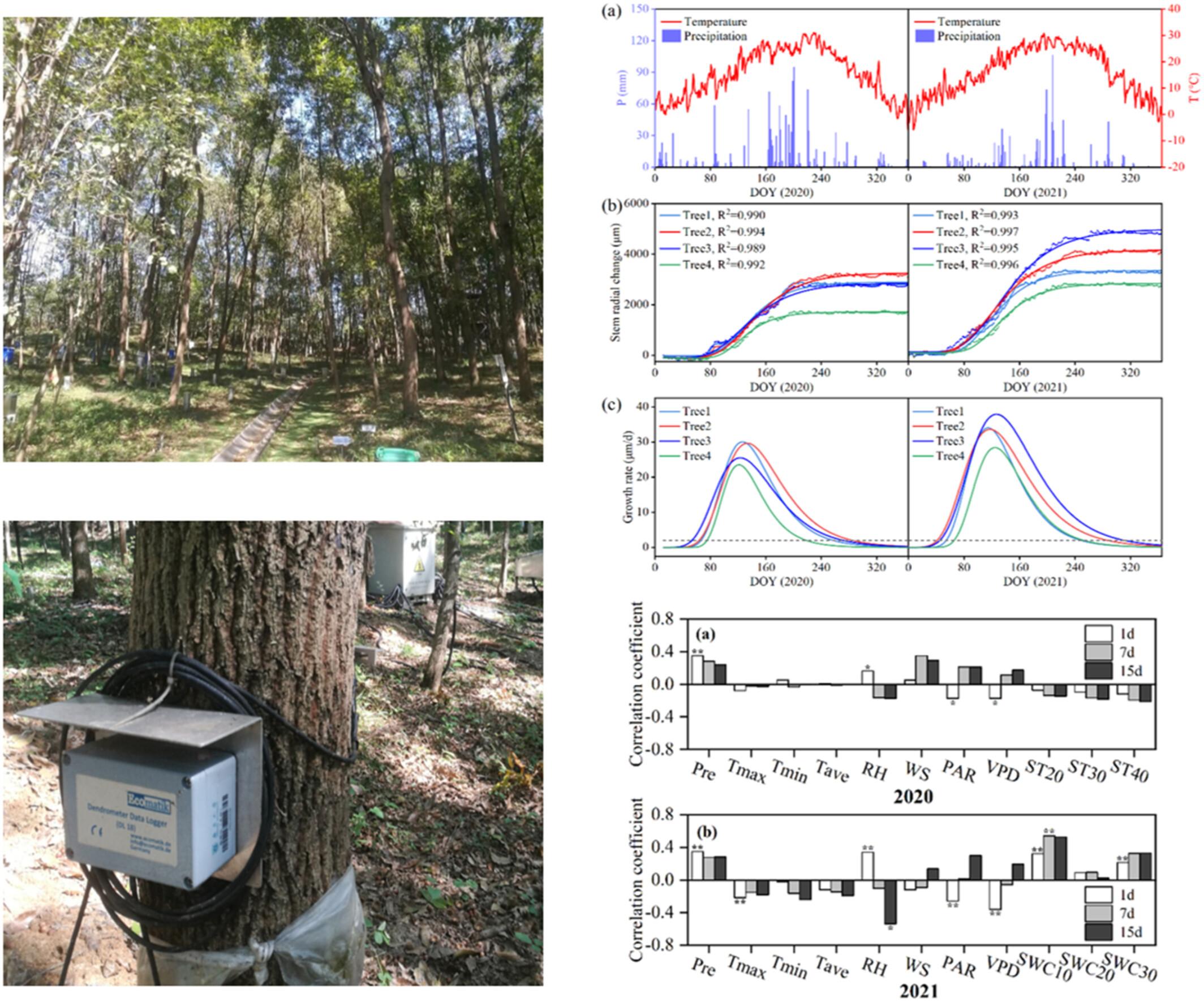 Intra-annual radial growth of Quercus acutissma and its response to hydrometeorological factors in the Nandadish experimental catchment, eastern China