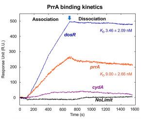 M. tuberculosis PrrA binds the dosR promoter and regulates mycobacterial adaptation to hypoxia