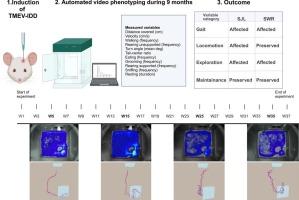 Longitudinal quantitative assessment of TMEV-IDD-induced MS phenotypes in two inbred mouse strains using automated video tracking technology