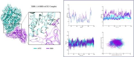 Impact of mutations in SARS-CoV-2 recombinant sub-variant XBB.1.16 on the binding affinity with human ACE2 receptor