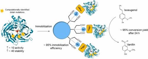 Distal mutations enhance efficiency of free and immobilized NOV1 dioxygenase for vanillin synthesis